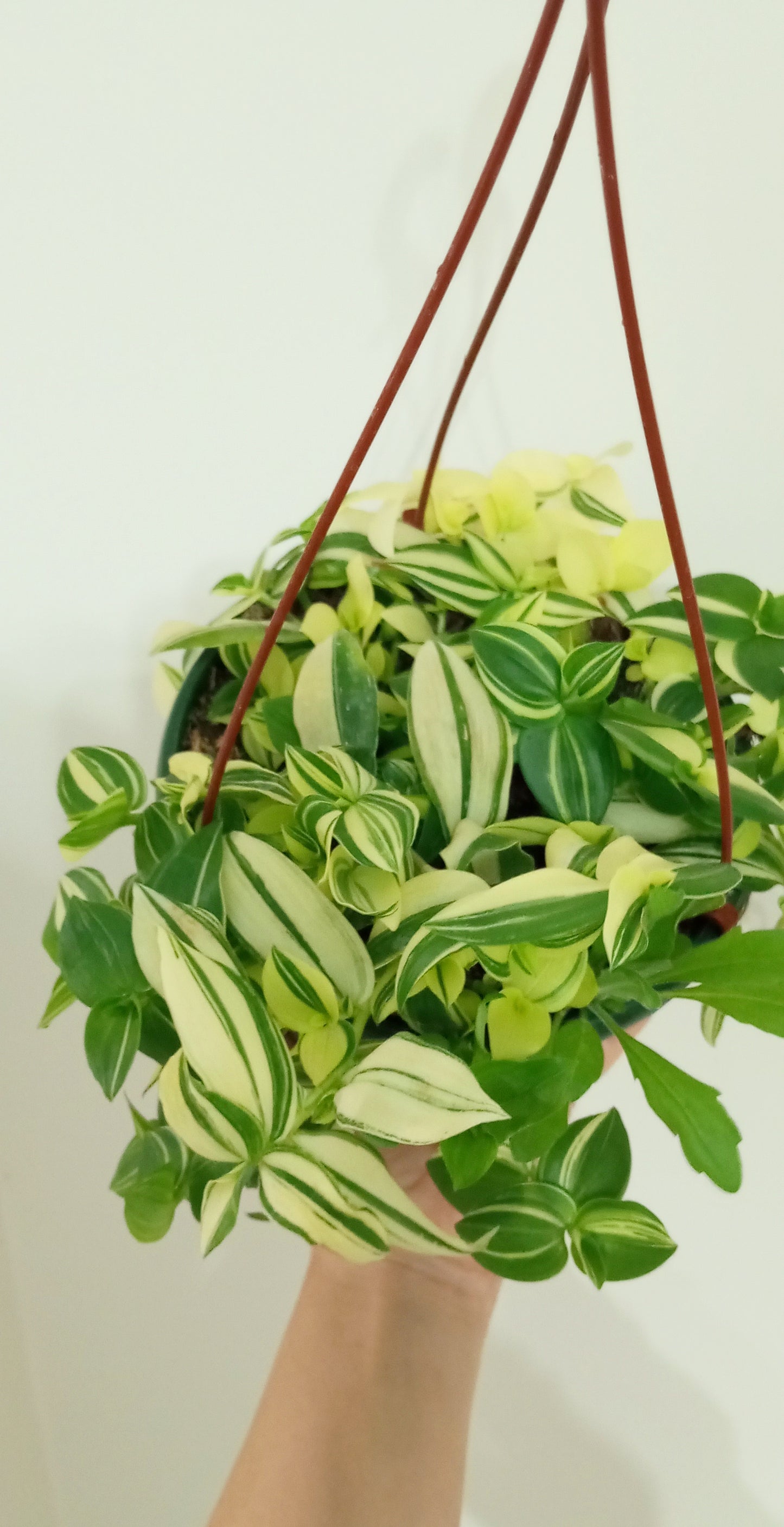 TRADESCANTIA FLUMINENSE VARIEGADA