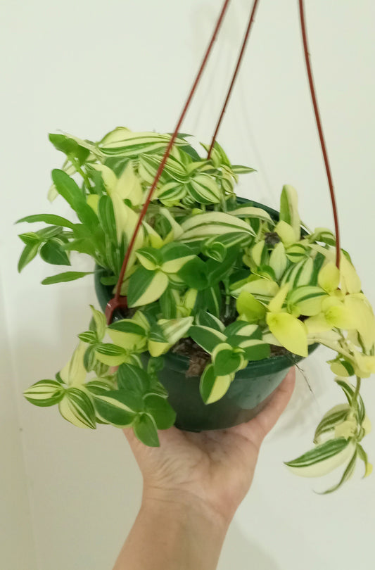 TRADESCANTIA FLUMINENSE VARIEGADA