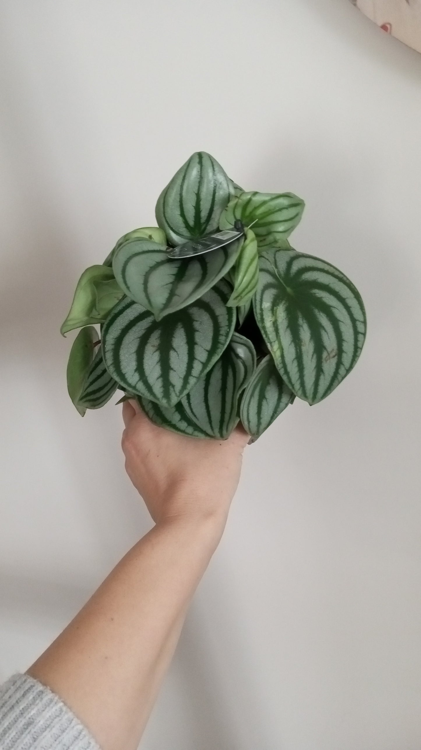 PEPEROMIA ARGYREIA
