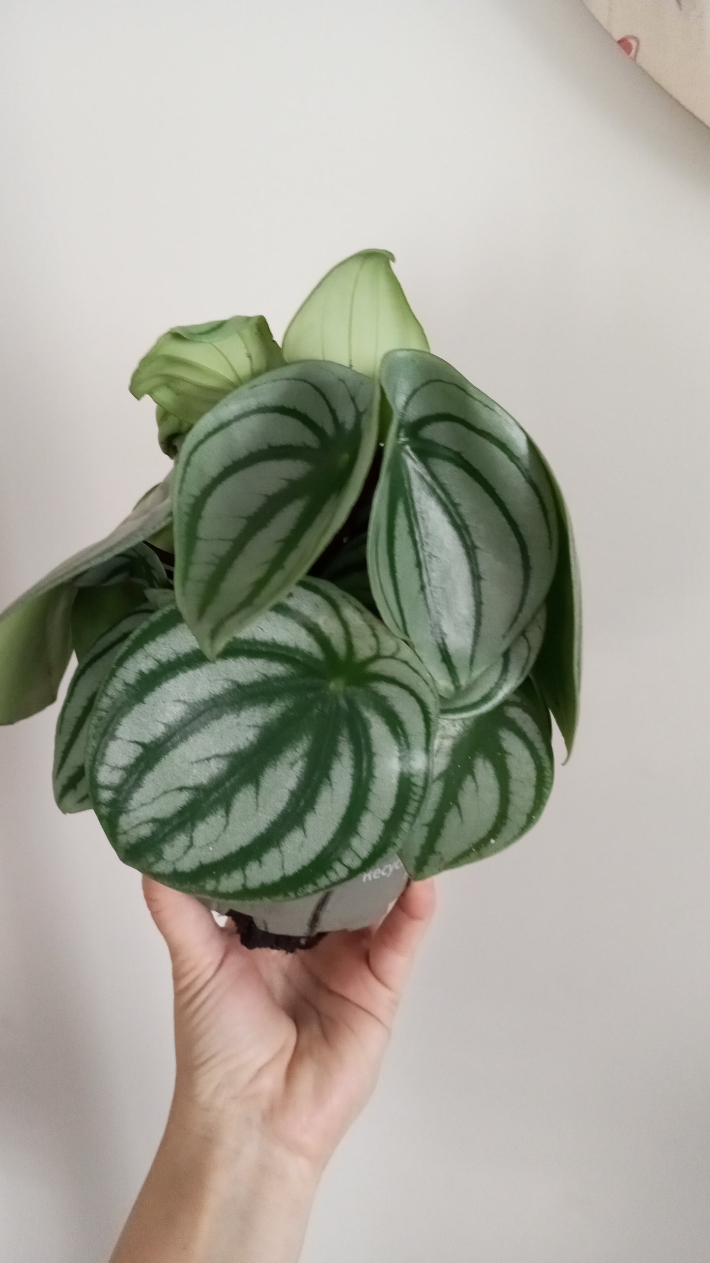 PEPEROMIA ARGYREIA