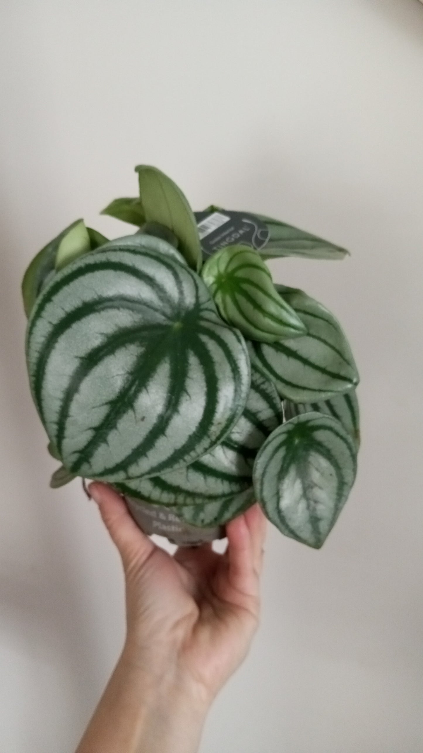 PEPEROMIA ARGYREIA