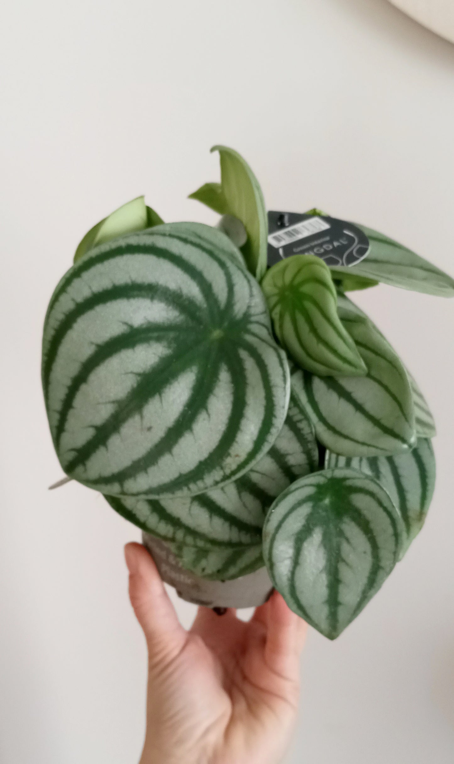 PEPEROMIA ARGYREIA