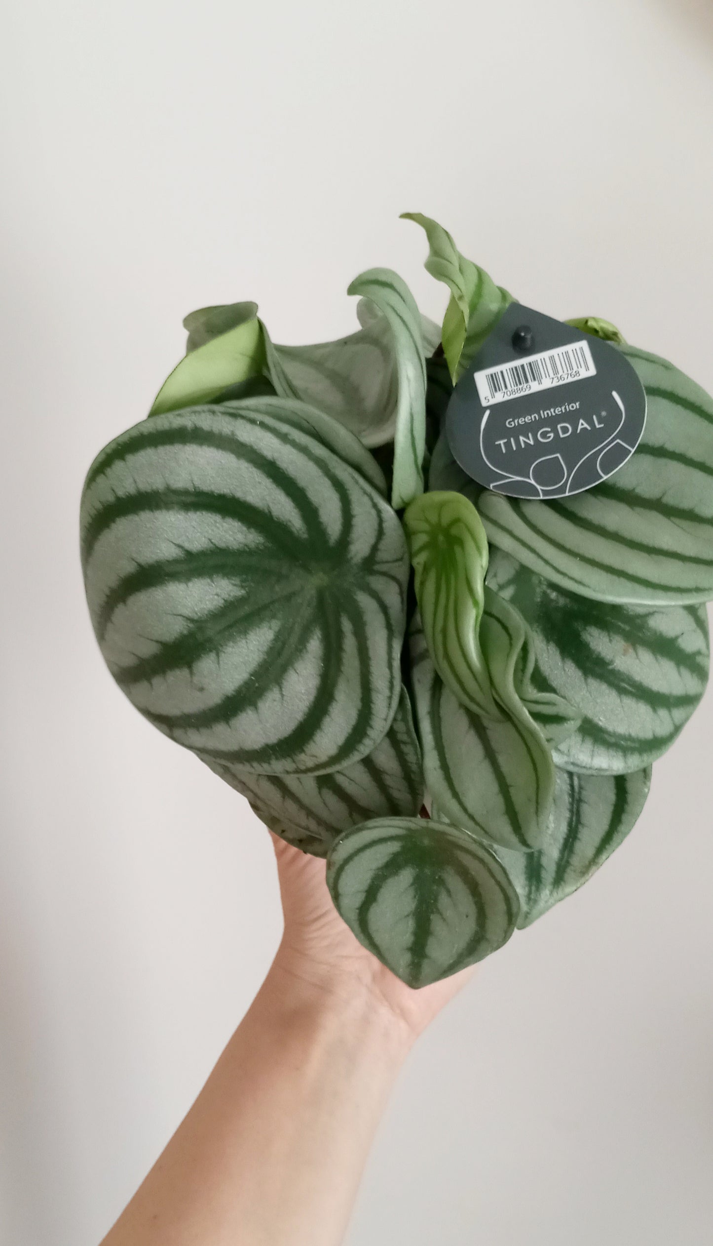 PEPEROMIA ARGYREIA