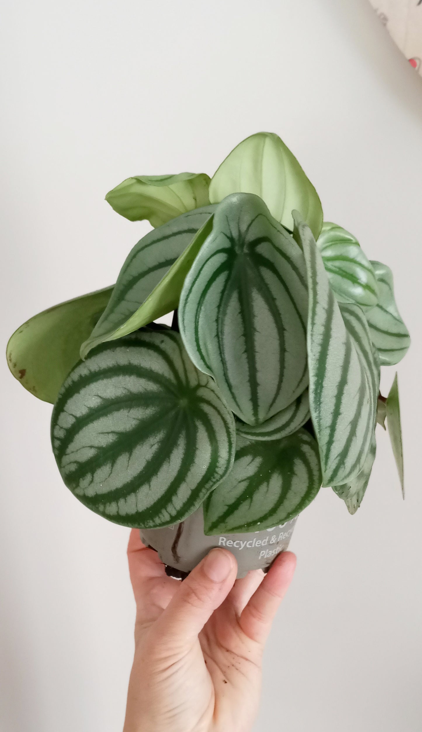 PEPEROMIA ARGYREIA