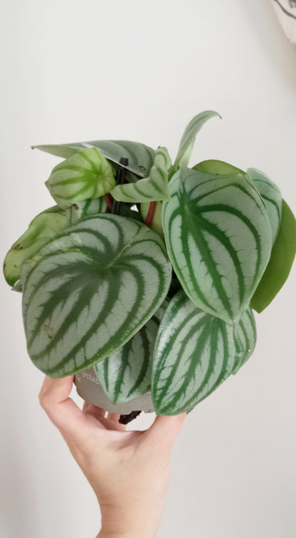 PEPEROMIA ARGYREIA