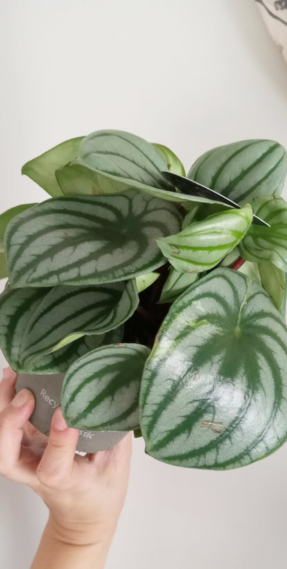 PEPEROMIA ARGYREIA