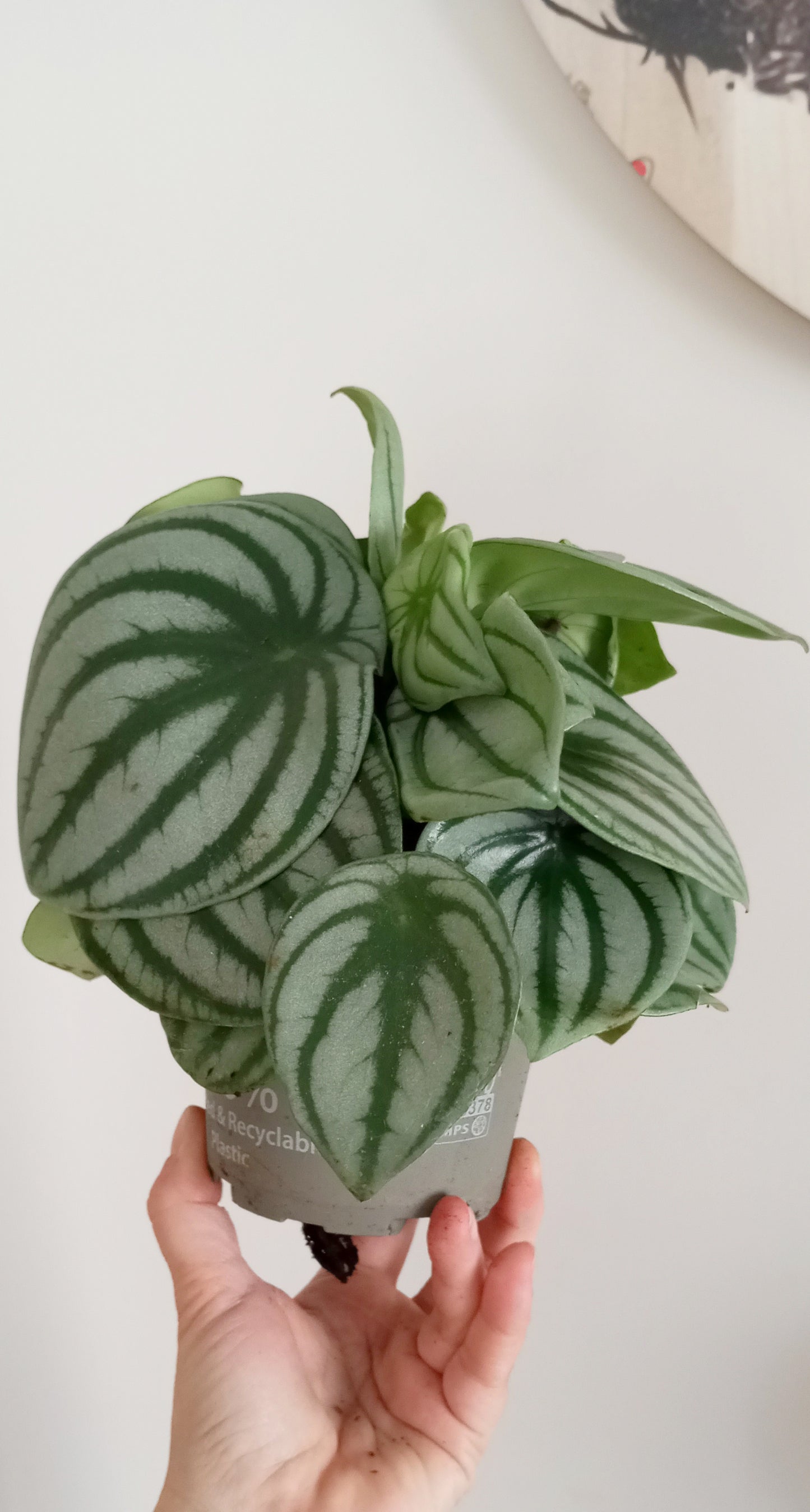 PEPEROMIA ARGYREIA