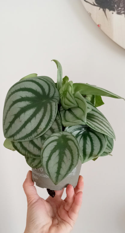 PEPEROMIA ARGYREIA