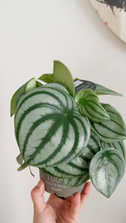 PEPEROMIA ARGYREIA