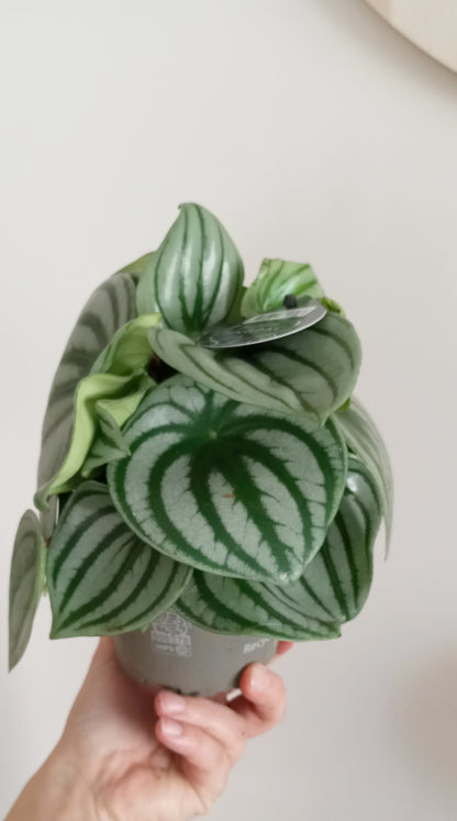 PEPEROMIA ARGYREIA