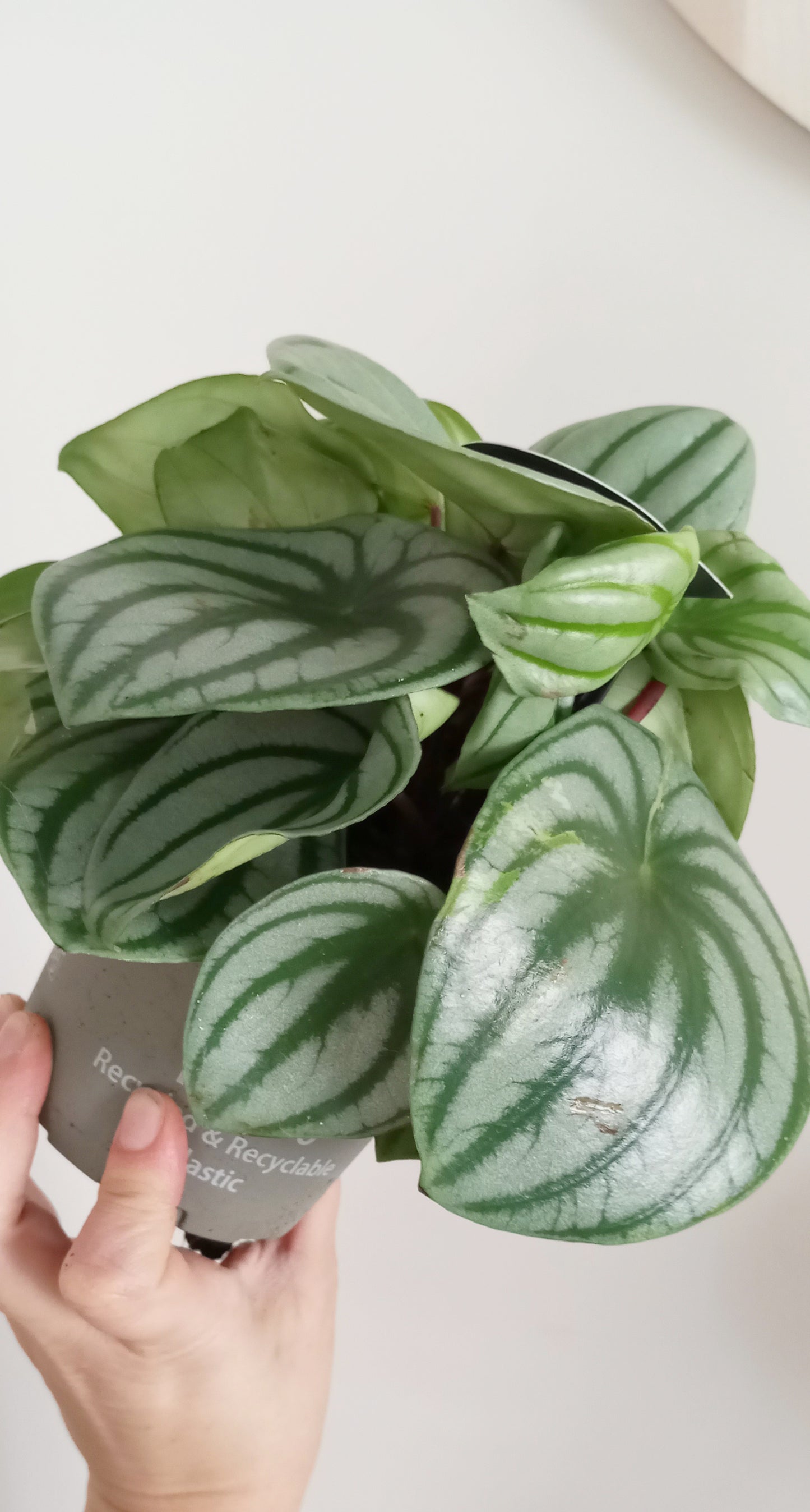 PEPEROMIA ARGYREIA