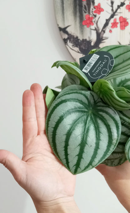 PEPEROMIA ARGYREIA