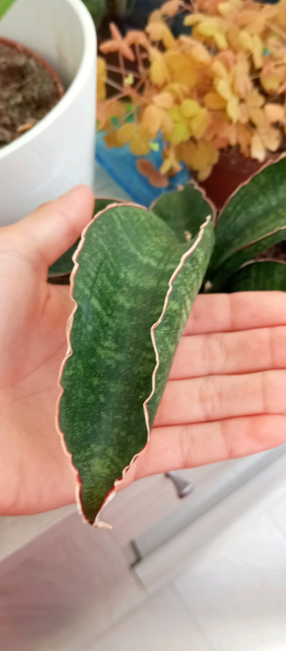 SANSEVIERIA STAR GREEN GRANITE