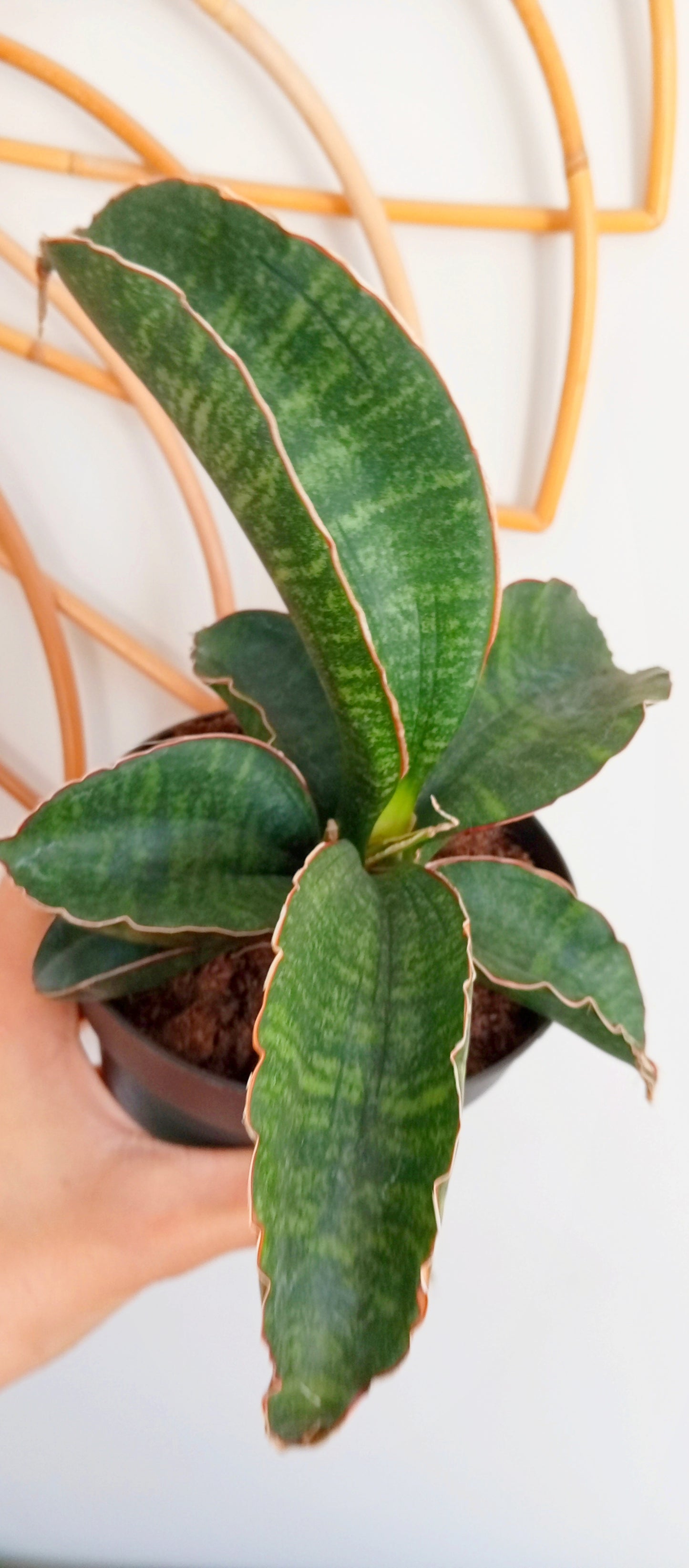 SANSEVIERIA STAR GREEN GRANITE