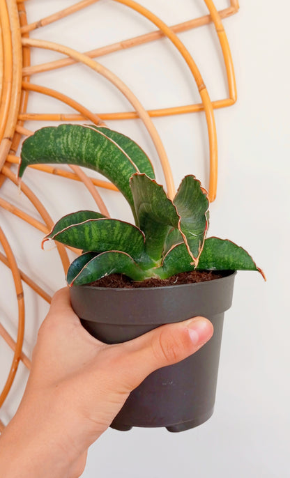 sansevieria star green granite SANSEVIERIA STAR GREEN GRANITE – Arts and Plants