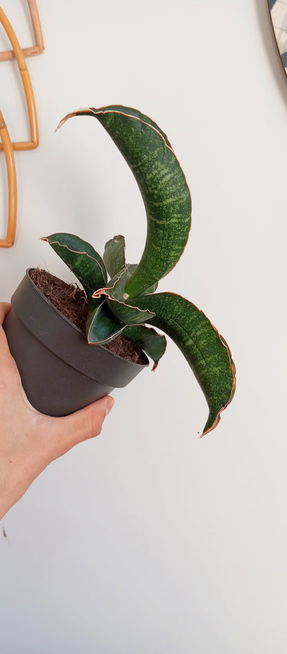 SANSEVIERIA STAR GREEN GRANITE