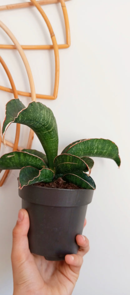 SANSEVIERIA STAR GREEN GRANITE