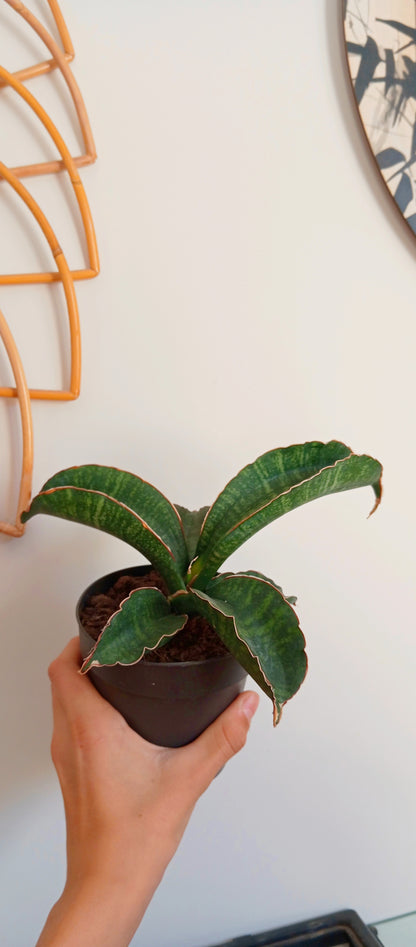 SANSEVIERIA STAR GREEN GRANITE