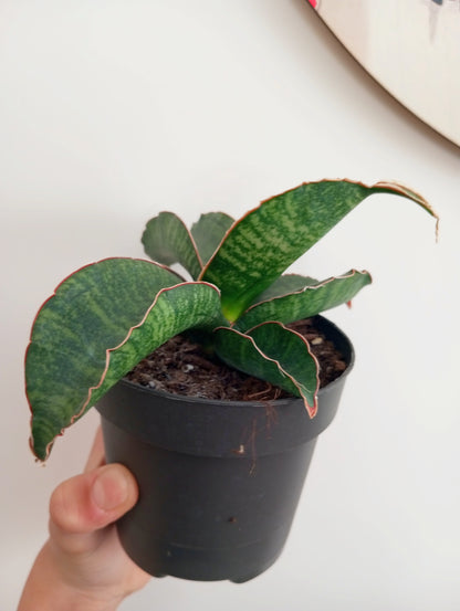 SANSEVIERIA STAR GREEN GRANITE