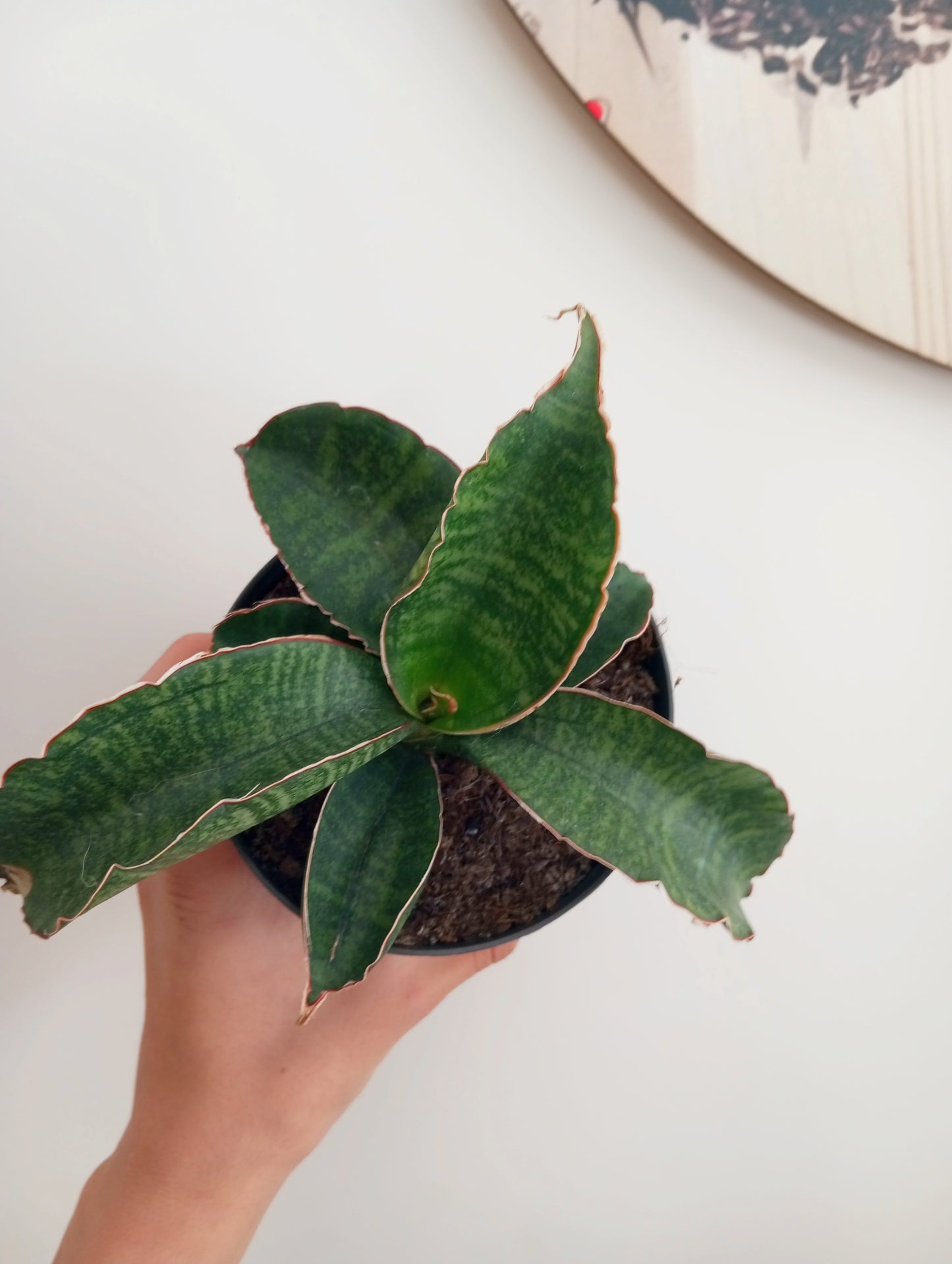 SANSEVIERIA STAR GREEN GRANITE
