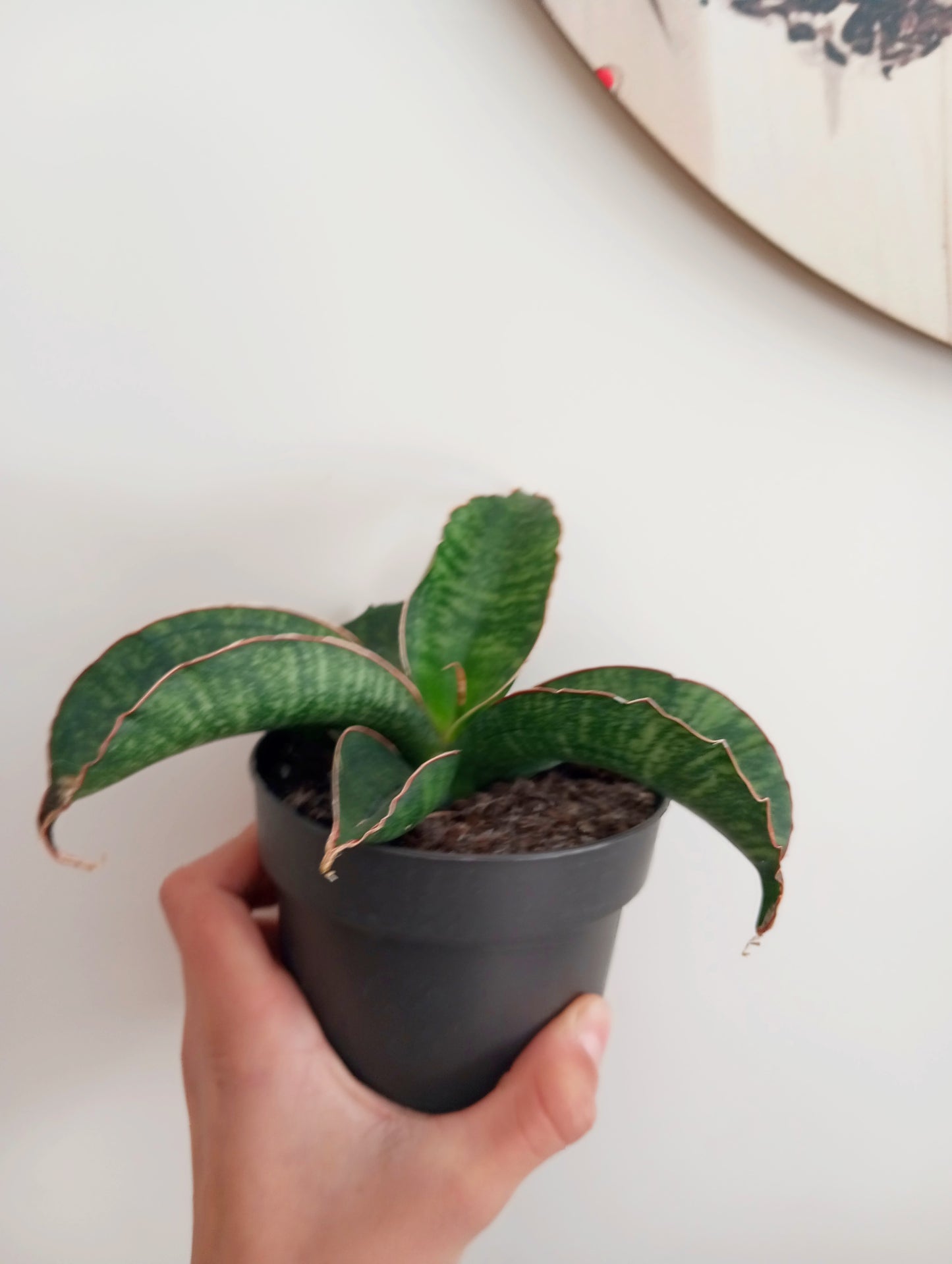 SANSEVIERIA STAR GREEN GRANITE