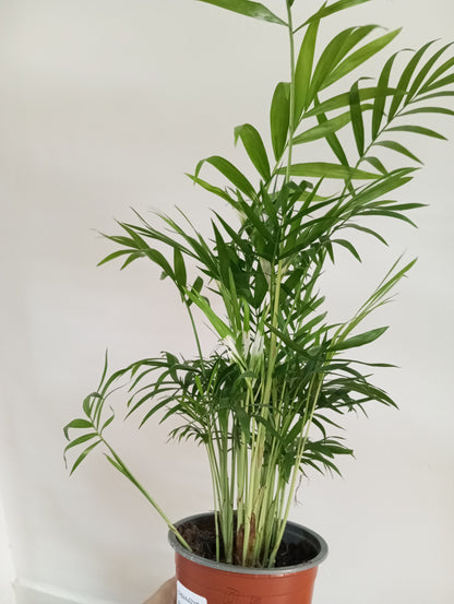 CHAMAEDOREA ELEGANS