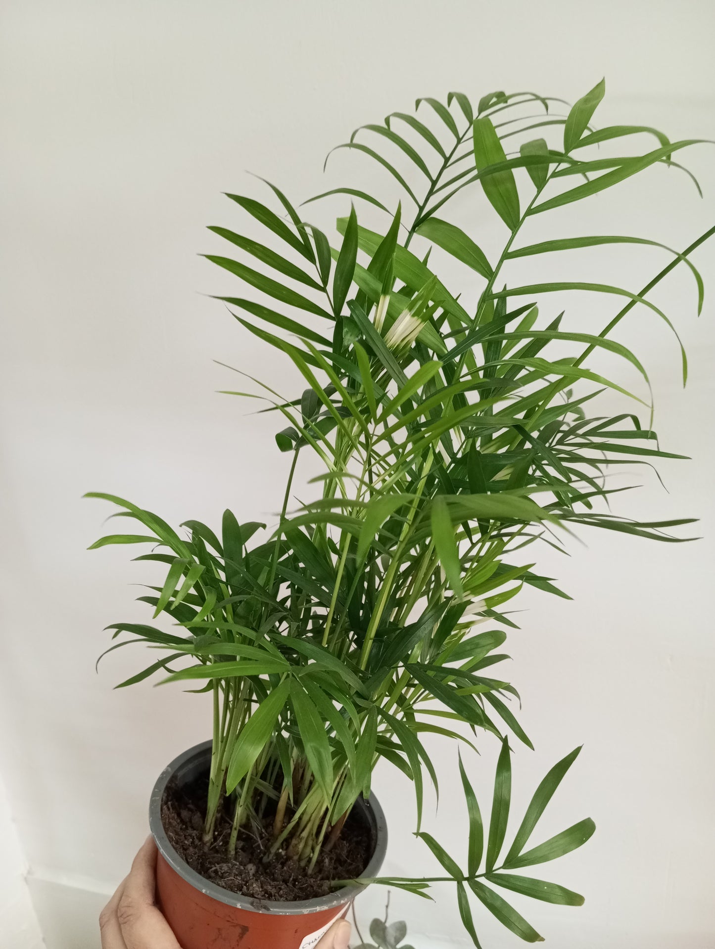 CHAMAEDOREA ELEGANS