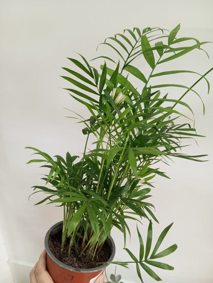 CHAMAEDOREA ELEGANS