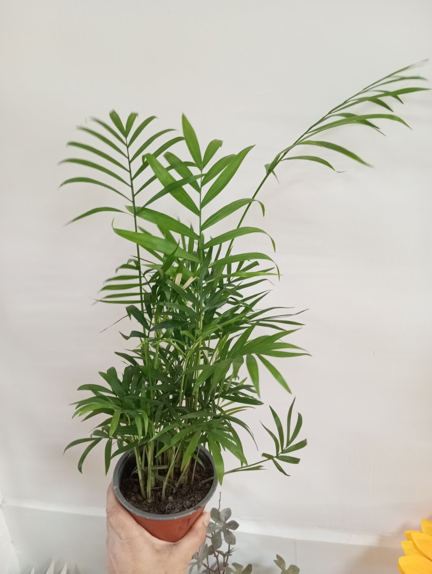 CHAMAEDOREA ELEGANS