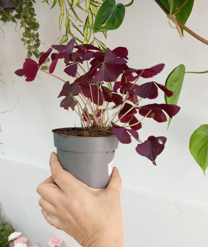 OXALIS TRIANGULARIS