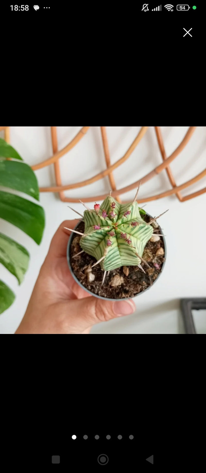 EUPHORBIA MELOFORMIS VARIEGADA