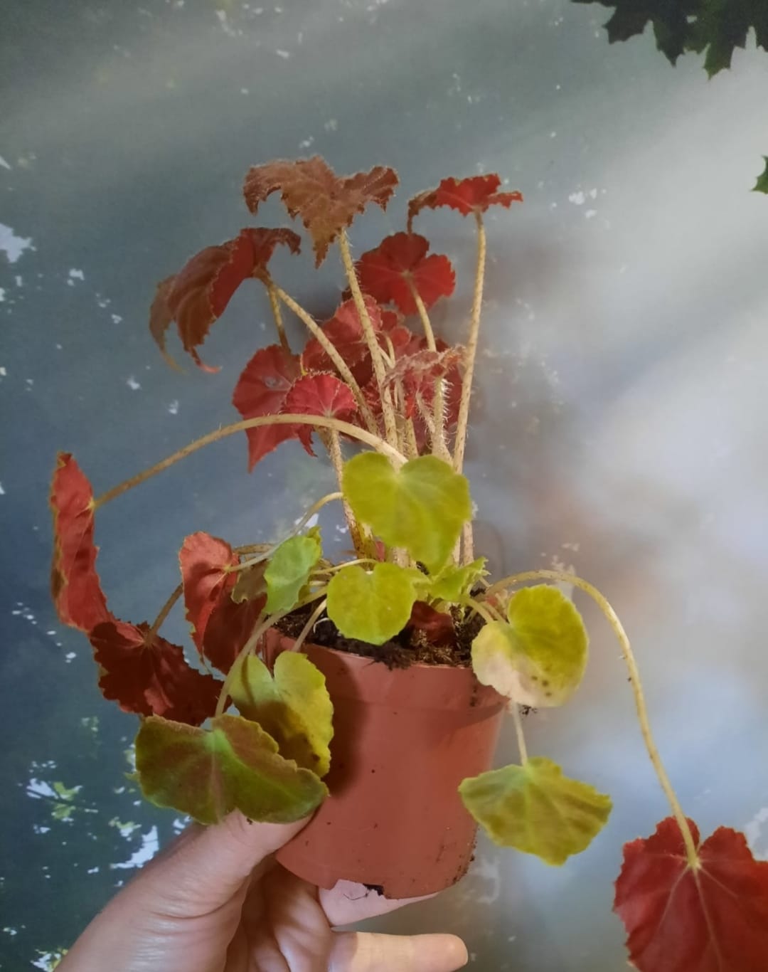 BEGONIA AUTUNM EMBER