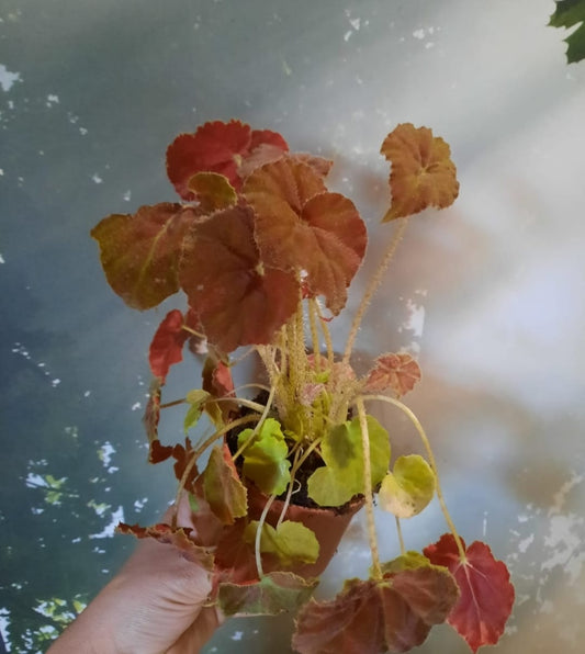 BEGONIA AUTUNM EMBER