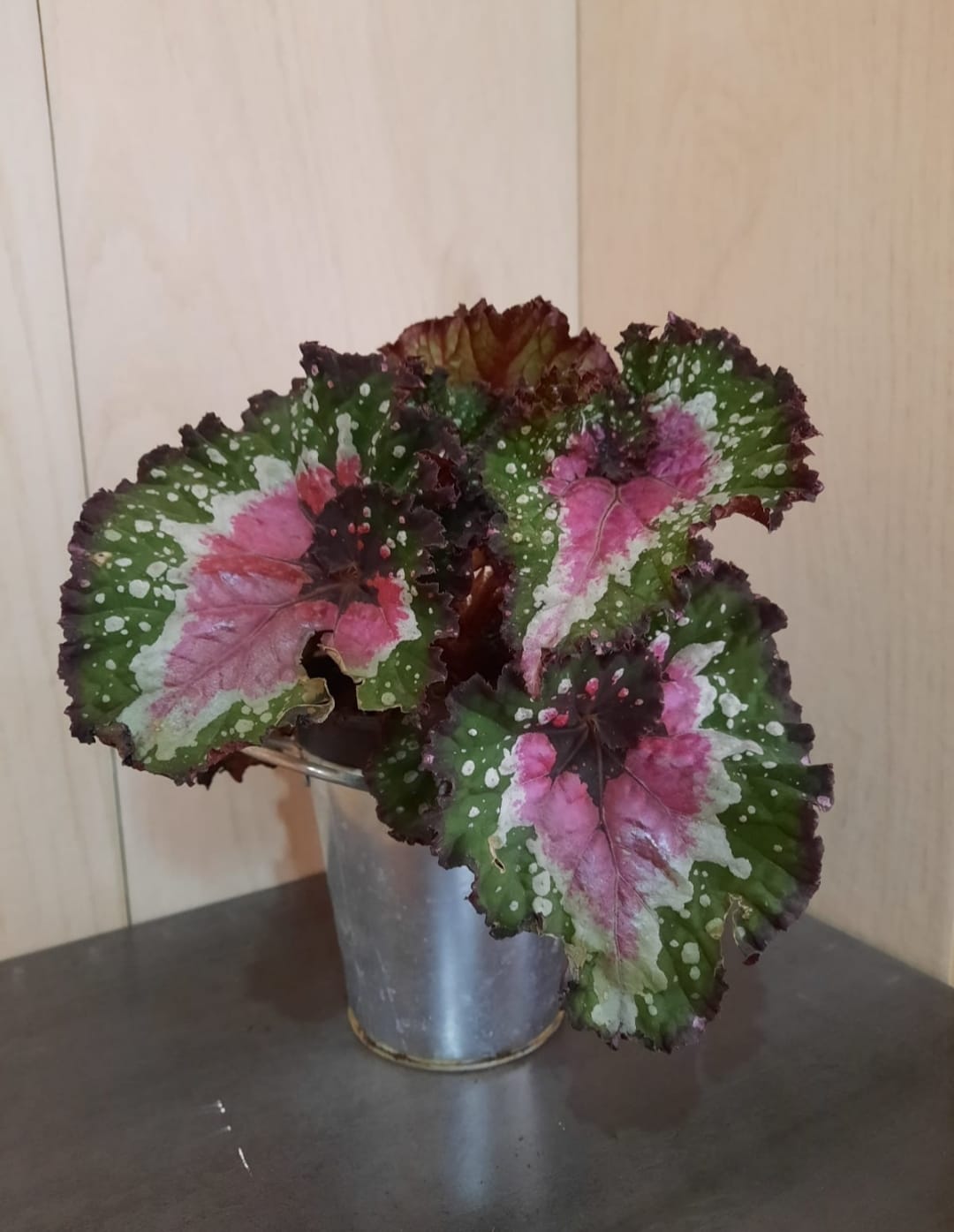 BEGONIA REX MACARENA