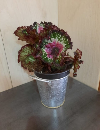 BEGONIA REX MACARENA