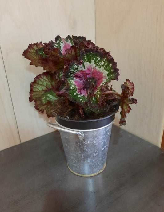 BEGONIA REX MACARENA