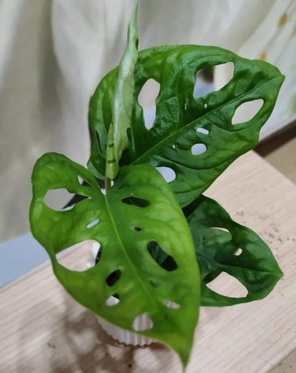 MONSTERA ADASONII