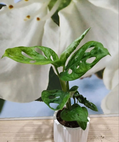 MONSTERA ADASONII