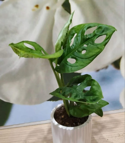 MONSTERA ADASONII