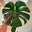 Logo de Arts and Plants