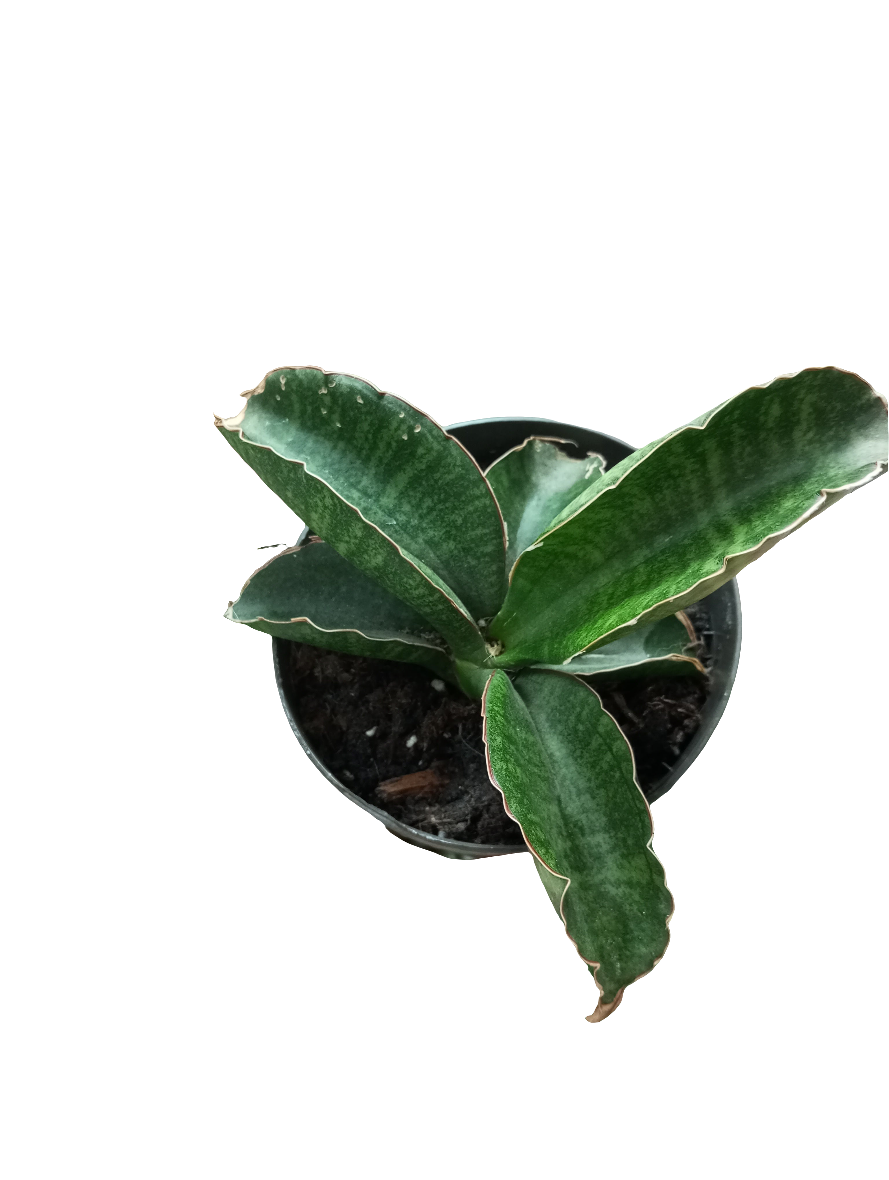 PLANTAS INTERIOR -50%