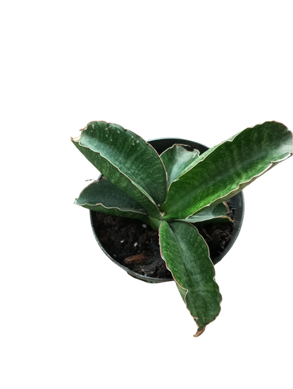 PLANTAS INTERIOR -50%
