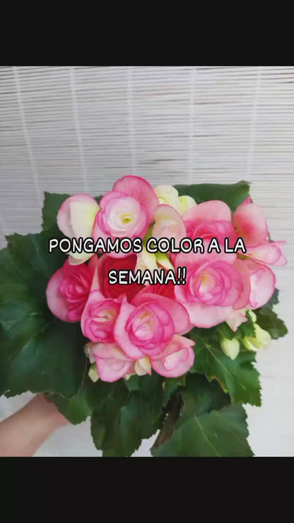 BEGONIA ELIATOR