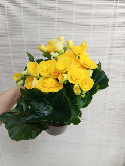 BEGONIA ELIATOR