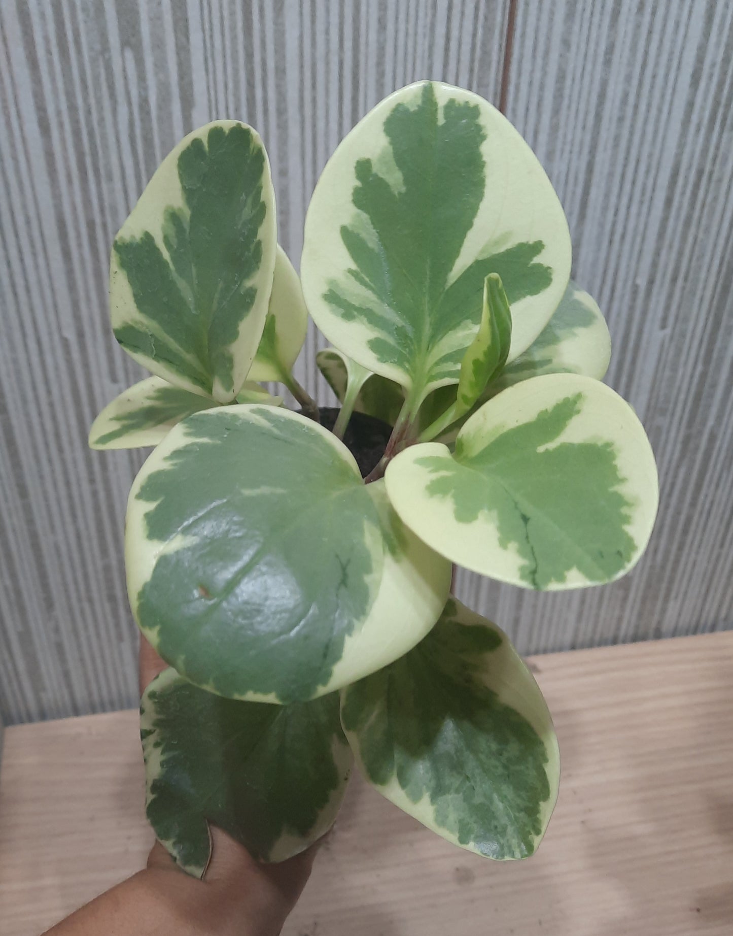 PEPEROMIA OBSTUSIFOLIA VARIEGADA