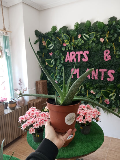 PLANTAS INTERIOR -50%