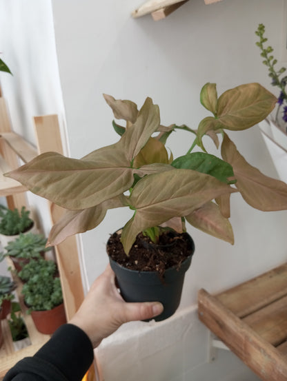 PLANTAS INTERIOR -50%