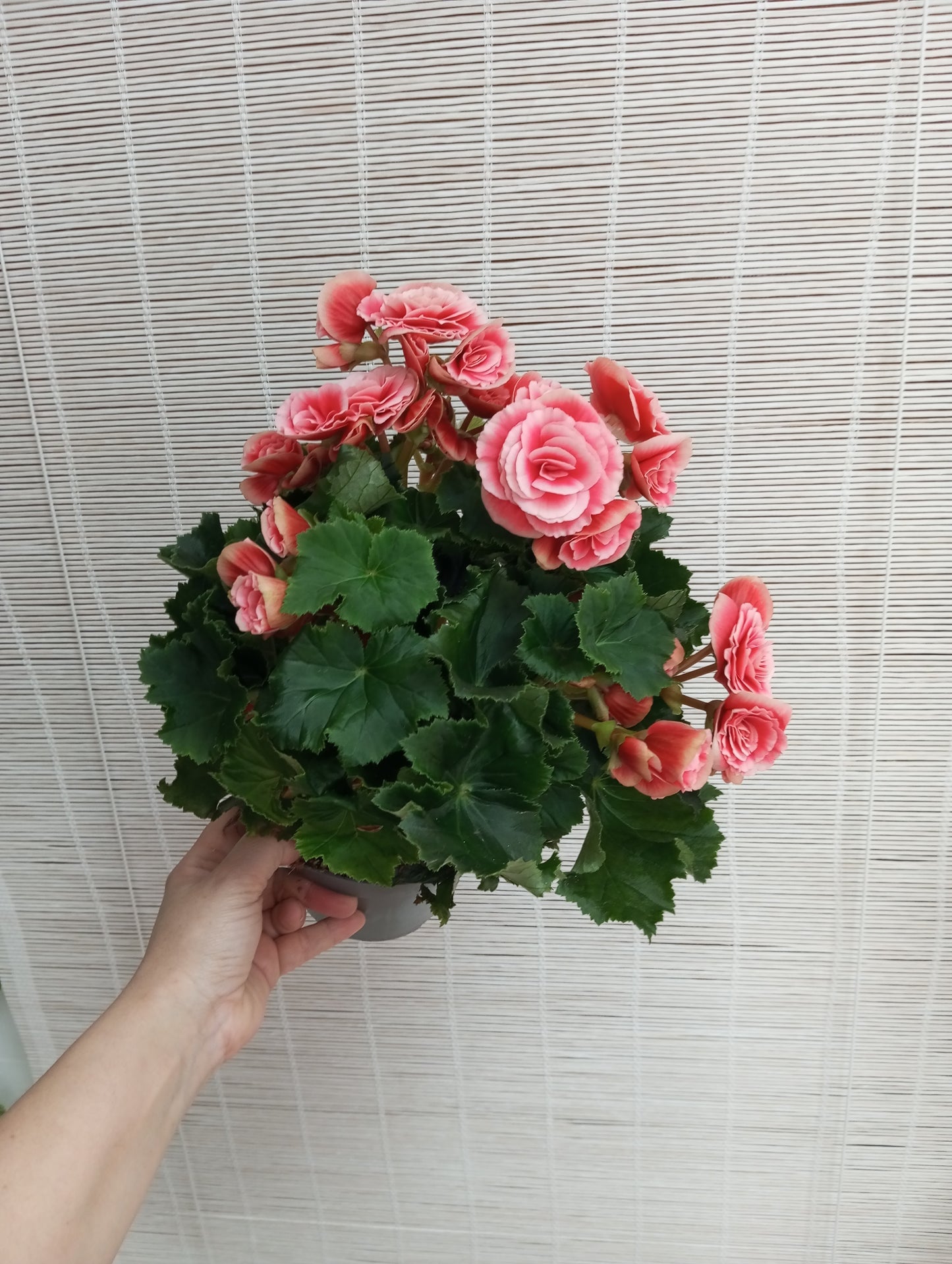 BEGONIA ELIATOR