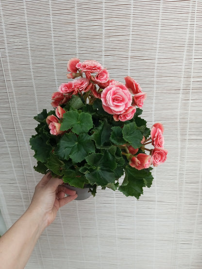 BEGONIA ELIATOR