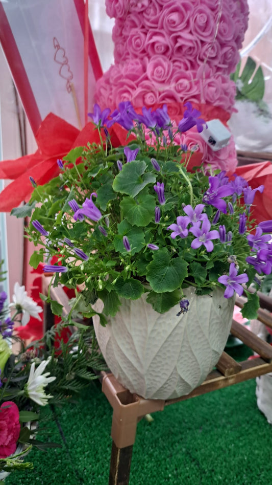 CAMPANULA